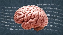 חוקרים מיפו 'אטלס של המוח' איור: דבר ראשון