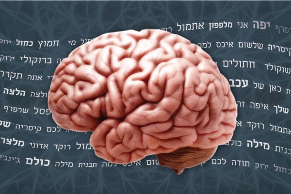 חוקרים מיפו 'אטלס של המוח' איור: דבר ראשון