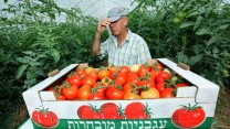 צילום: משה שי \ פלאש 90