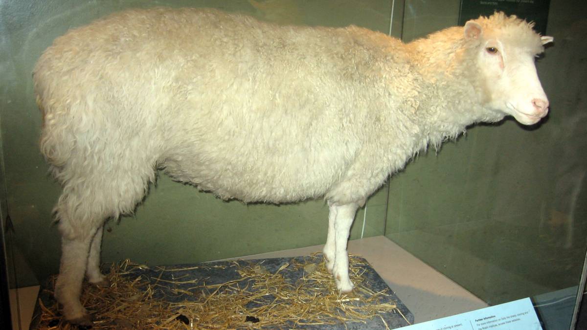 פוחלץ של הכבשה דולי מוצג במוזיאון המלכותי בסקוטלנד. צילום מתוך ויקימדיה