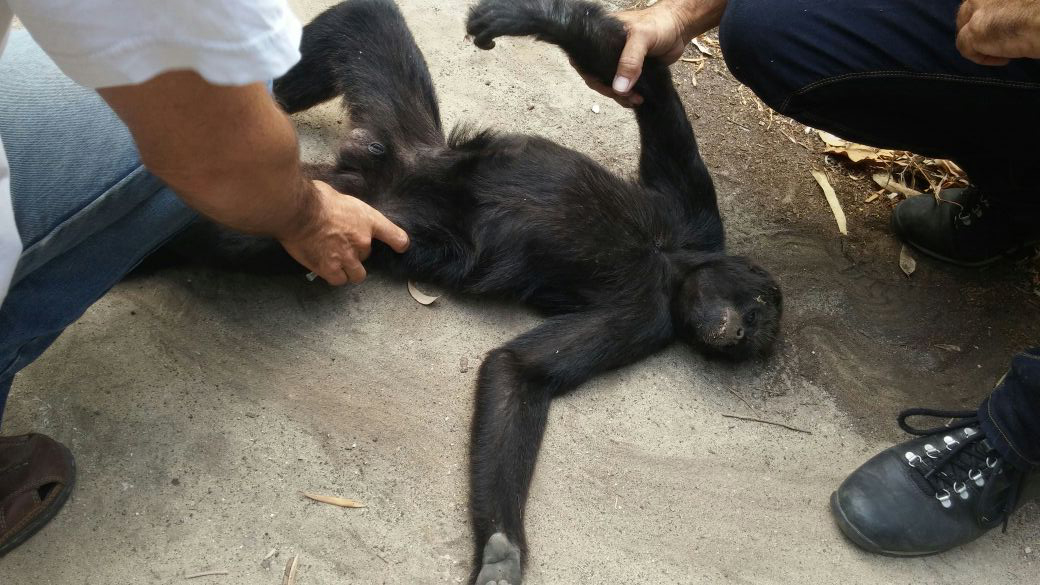 הקוף הנמלט, מעולף לאחר שנורה בחץ הרדמה (צילום: דוברות המשטרה)