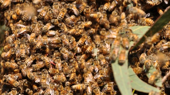 הצילום באדיבות מעבדת הדבורים בפקולטה לחקלאות