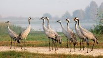 עגורים באגמון החולה. ארכיון (צילום: דרור פייטלסון. מתוך אתר פיקיוויקי).