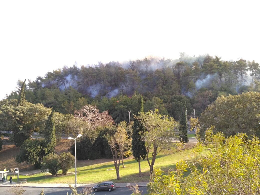 שריפה באיזור רוממה בחיפה (צילום: דבר ראשון).