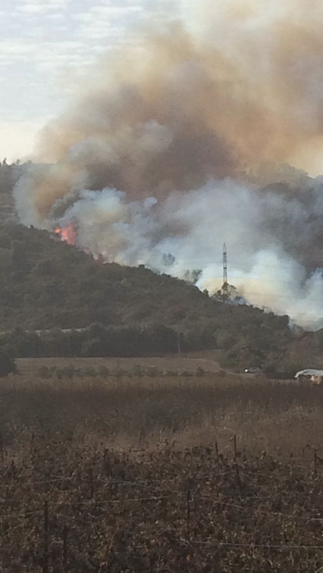 שריפה באיזור הכרמל (צילום: דוברות מד״א).