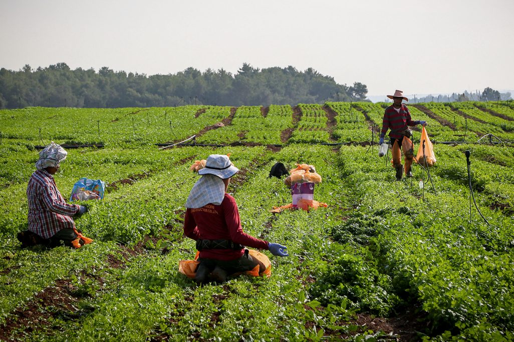 עובדים בשדה ליד בית שמש (צילום: יעקב לדרמן / פלאש90).