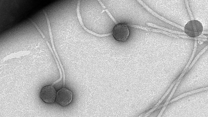 פרופ' שורק: "לווירוס יש שתי אפשרויות - הראשונה, להשתכפל בתוך התאים ולצאת החוצה לחפש חיידקים אחרים לתקוף והשנייה להירדם וכל פעם שהחיידק מתפרץ הווירוס מתפרץ יחד איתו."(תמונה באדיבות מכון ויצמן)