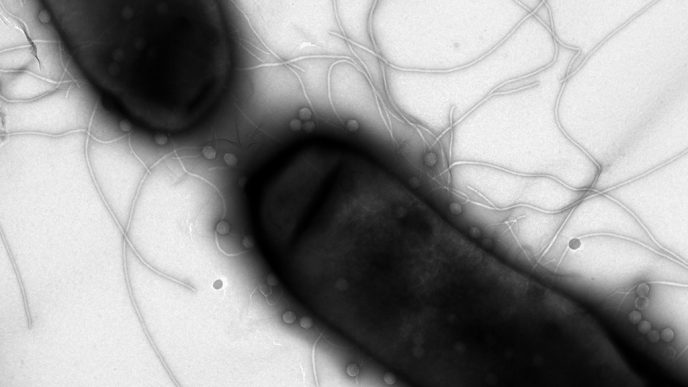 הוירוסים מסוגלים לתקשר בינהם (תמונה באדיבות מכון ויצמן)
