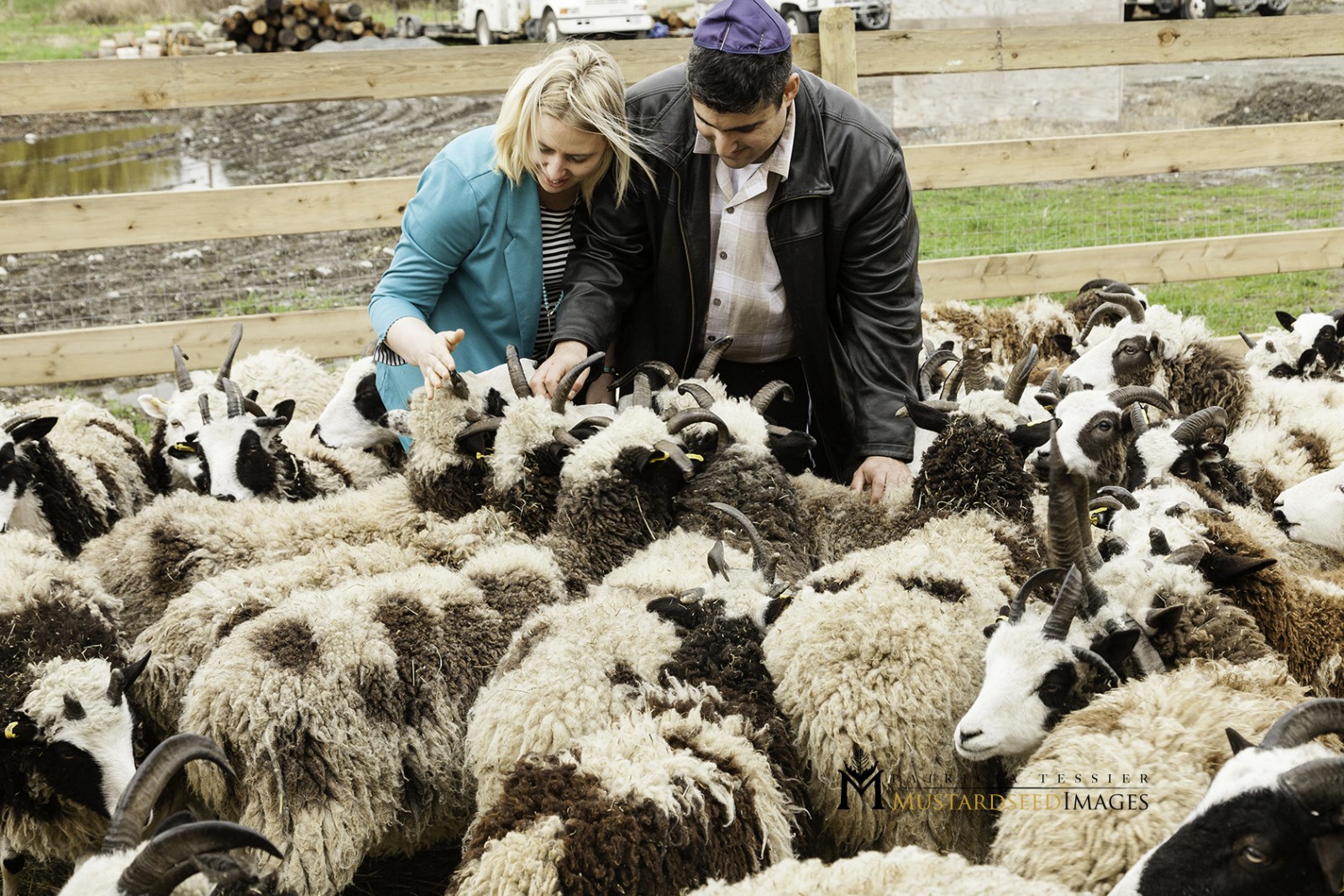 ג'נה וגיל לוינסקי עם הכבשים בקנדה (צילום: Friends of the Jacob sheep)
