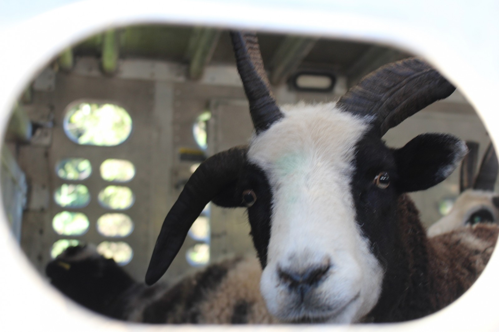 הכבשה ירדן מתבוננת בסקרנות מתוך הדיר הנייד על-גבי המשאית. (צילום: Friends of the Jacob sheep)