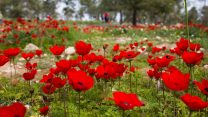 כלניות ביער דבירה (צילום: נתי שוחט  פלאש 90)