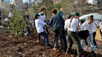 נטיעת עצים לכבוד ט"ו בשבט בחיפה (צילום: יוסי זליגר  פלאש90)