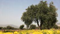פריחה בגליל (צילום אילוסטרציה: נתי שוחט / פלאש 90).