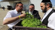 משגיחי כשרות. למצולמים אין קשר לכתבה (צילום: יעקב נחומי/ פלאש 90).