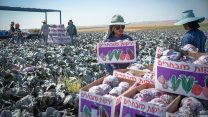 מהגרי עבודה בשדה כרוב בנגב (צילום ארכיון: יניב נדב / פלאש 90).