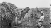 העמסת חציר על גמל בשדה, חקלאות - כפר ויתקין, 1939. אוסף הצילומים הייחודי של זולטן קלוגר (אתר ארכיון המדינה).
