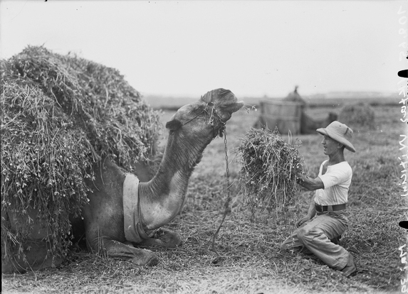 העמסת חציר על גמל בשדה, חקלאות - כפר ויתקין, 1939. אוסף הצילומים הייחודי של זולטן קלוגר (אתר ארכיון המדינה).