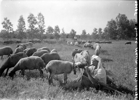 רועה מנגן בחליל לעדר צאן, קיבוץ גבעת חיים, 1939. אוסף הצילומים הייחודי של זולטן קלוגר (אתר ארכיון המדינה).