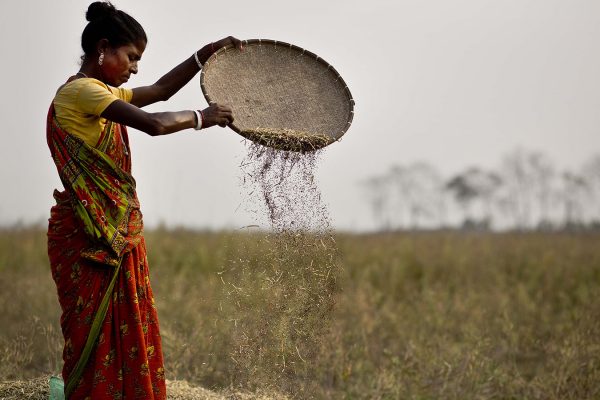 אישה הודית מקלפת זרעי חרדל (צילום: AP Photo/ Anupam Nath).