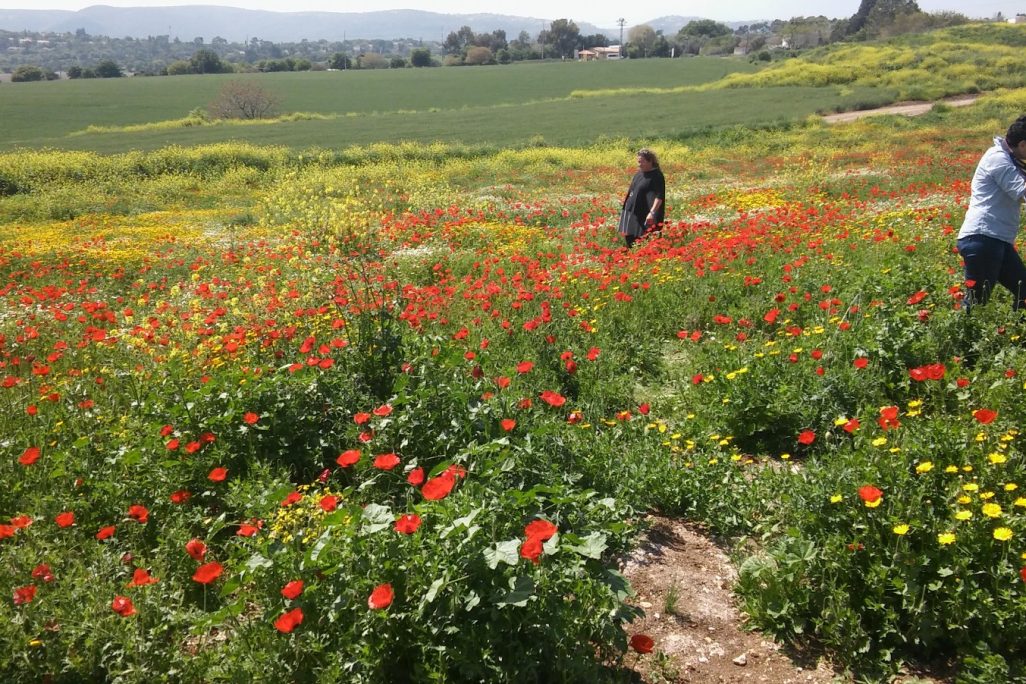 מצלמים בשדה פרגים סמוך לקיבוץ אלונים, מרץ 2016 (צילום: דבר ראשון) מצלמים בשדה פרגים סמוך לקיבוץ אלונים, מרץ 2016 (צילום: דבר ראשון)