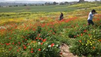 מצלמים בשדה פרגים סמוך לקיבוץ אלונים, מרץ 2016 (צילום: דבר ראשון)