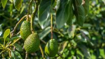אבוקדו על עץ (צילום אילוסטרציה:shutterstock).