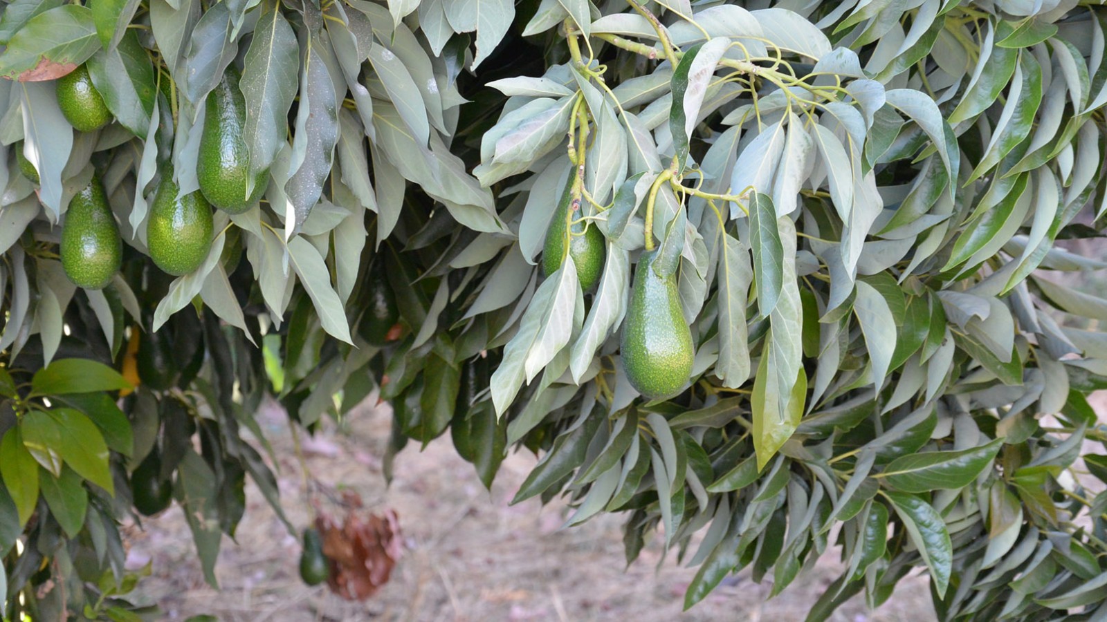עץ אבוקדו (Jotpe/wikimedia)