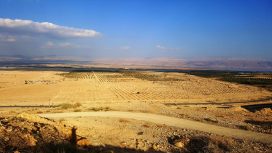 מטעי תמרים ישראלים ופלסטינים בערבות יריחו, עמק עכור המקראי.