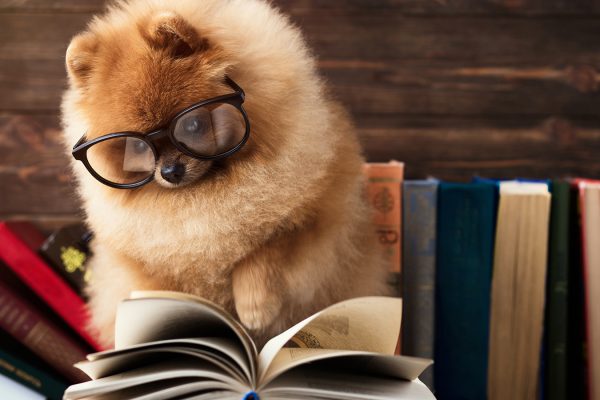 כלב פומרני (צילום: אילוסטרציה Shutterstock).