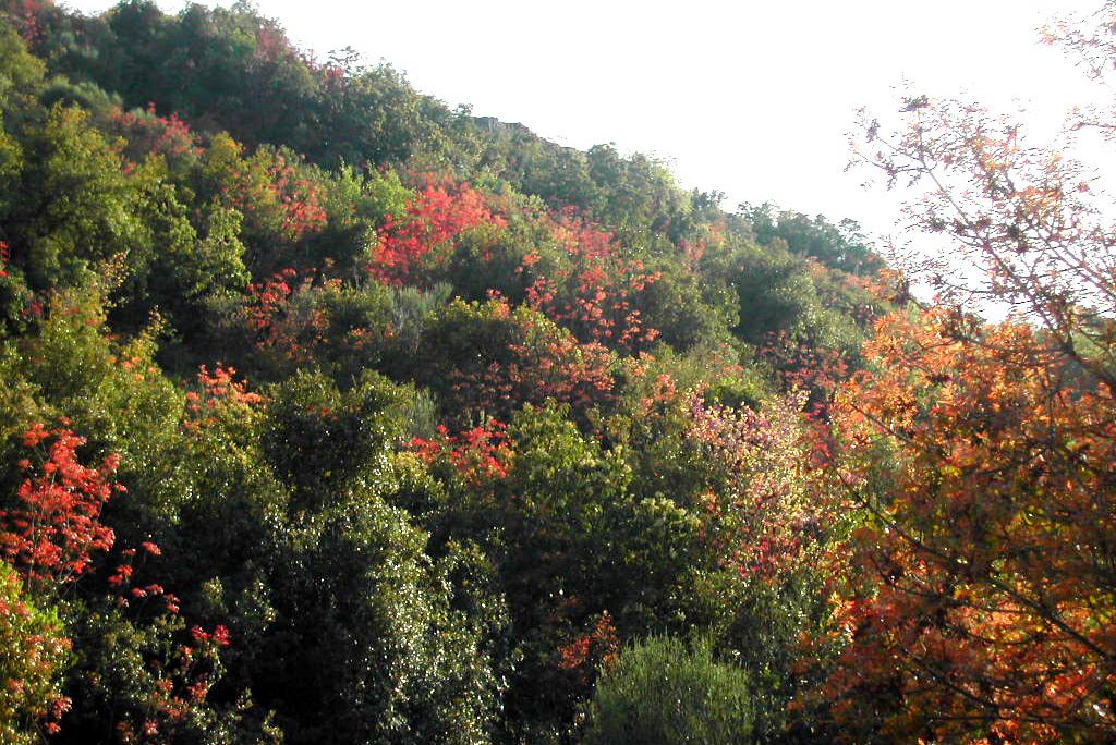 פריחת אלה ארץ-ישראלית (צילום: Ram Eisenberg/ wikimedia). פריחת אלה ארץ-ישראלית (צילום: Ram Eisenberg/ wikimedia).