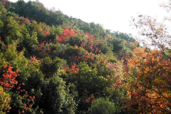 פריחת אלה ארץ-ישראלית (צילום: Ram Eisenberg/ wikimedia).