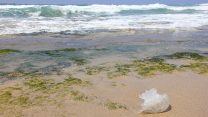 מדוזת חוטית נודדת שנסחפה לחוף (צילום: shutterstock).