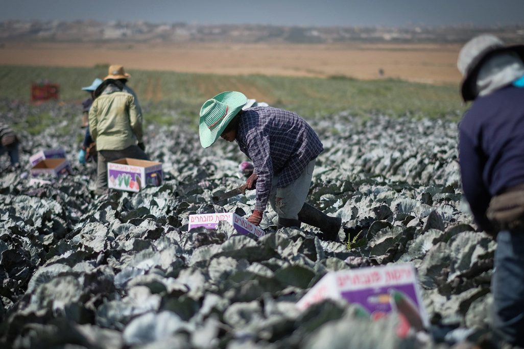עובדים זרים בשדה כרוב בנגב (צילום: יניב נדב / פלאש 90)