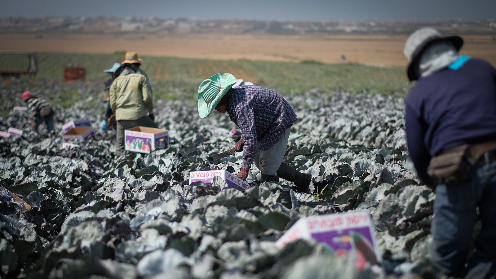 עובדים זרים בשדה כרוב בנגב (צילום: יניב נדב / פלאש 90).