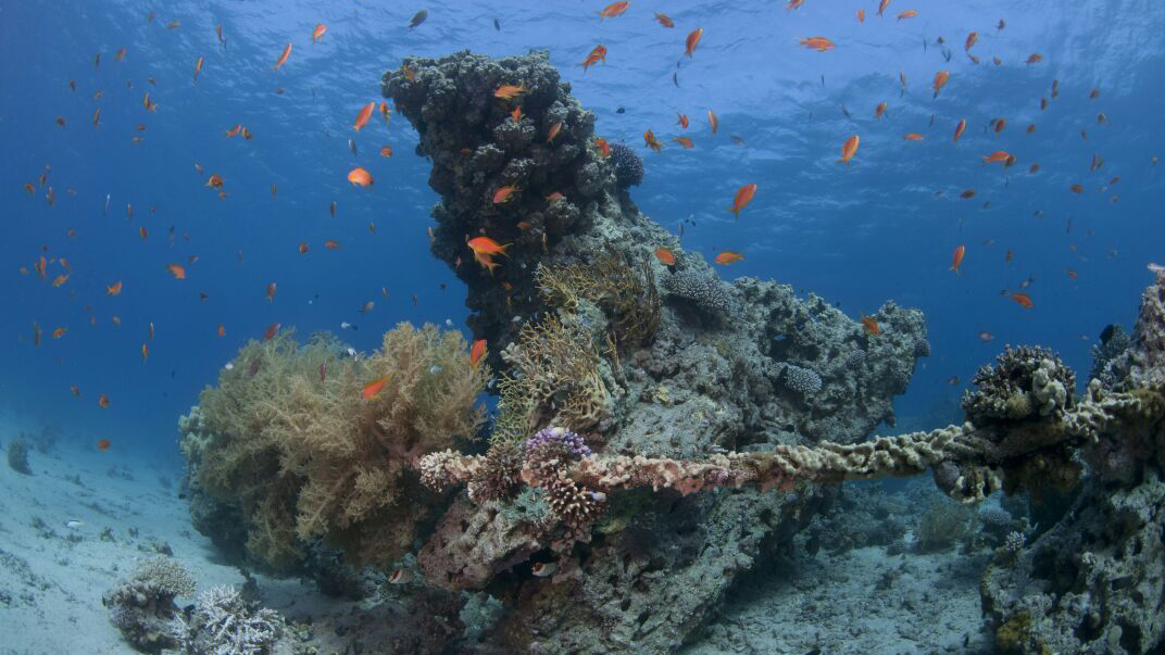אלמוגים בחוף קצא&quot;א (צילום: אמיר שטרן).