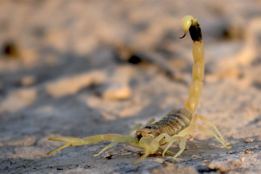 עקרב עקצן צהוב (עקרב צהוב). צולם בנגב, בסמוך לדימונה (צילום: מינוזיג, מתוך ויקימדיה)