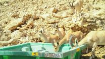 יעלים שותות משוקת מים שהוצבה במיוחד (צילום: מצלמות המעקב של מחקר היעלים הנוביים - רשות הטבע והגנים.).