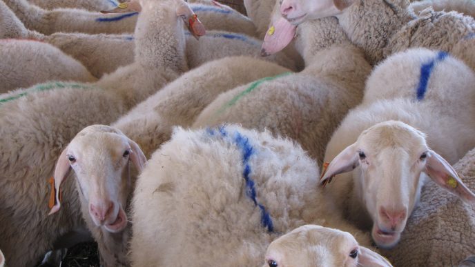 זן כבשים &quot;אווסי&quot; שפותח במכון &#8211; מוליד תאומים, שלישיות ורביעיות (צילום באדיבות מכון וולקני).