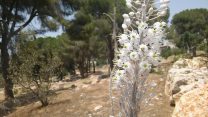 חצב פורח, ירושלים, ספטמבר 2016 (צילם: יהל פרג')