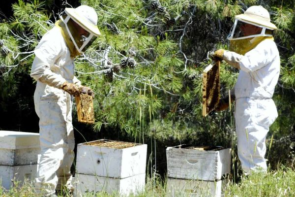 דבוראים רודים דבש (צילום: באדיבות מועצת הדבש)