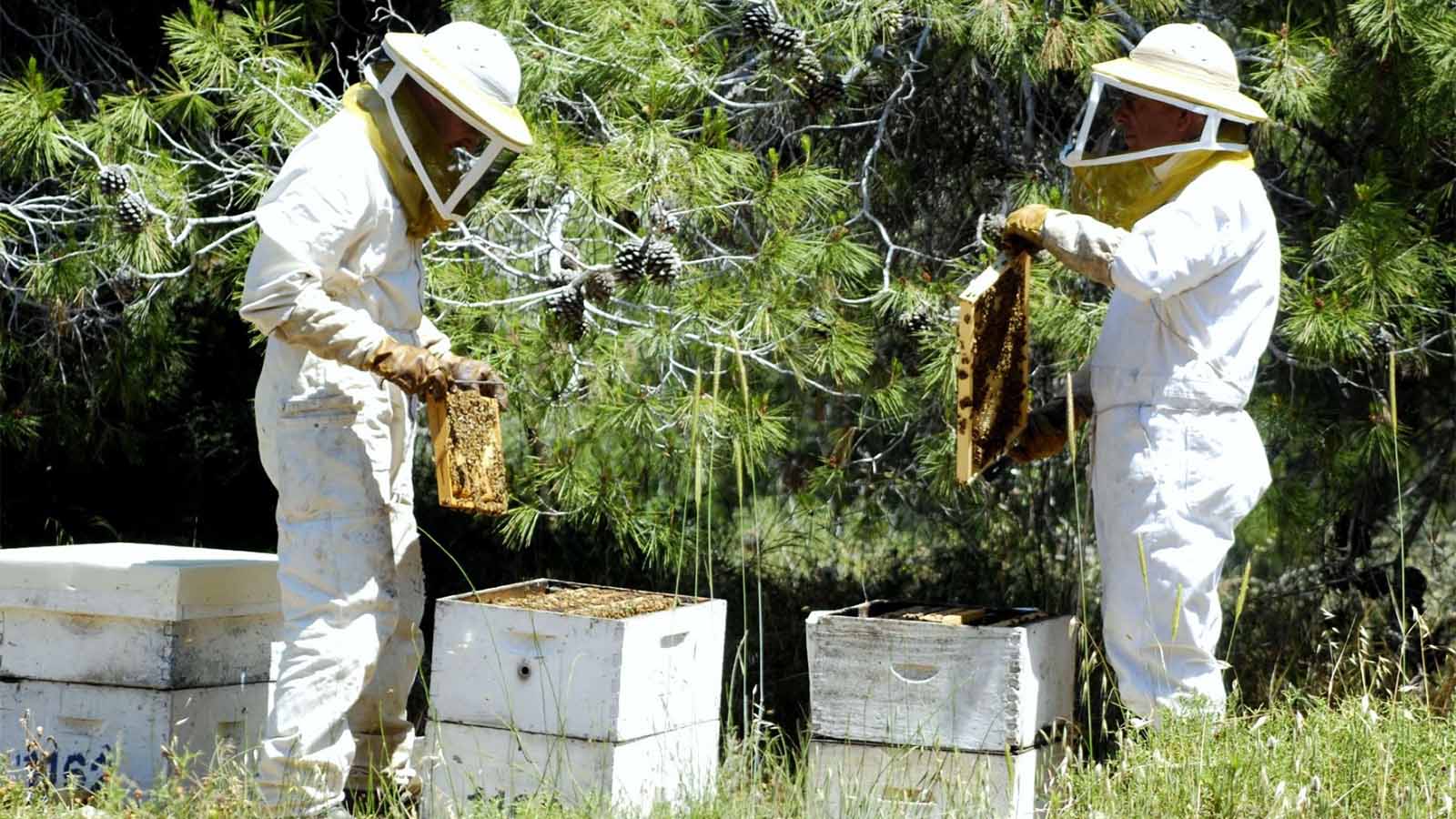 דבוראים רודים דבש (צילום באדיבות מועצת הדבש)