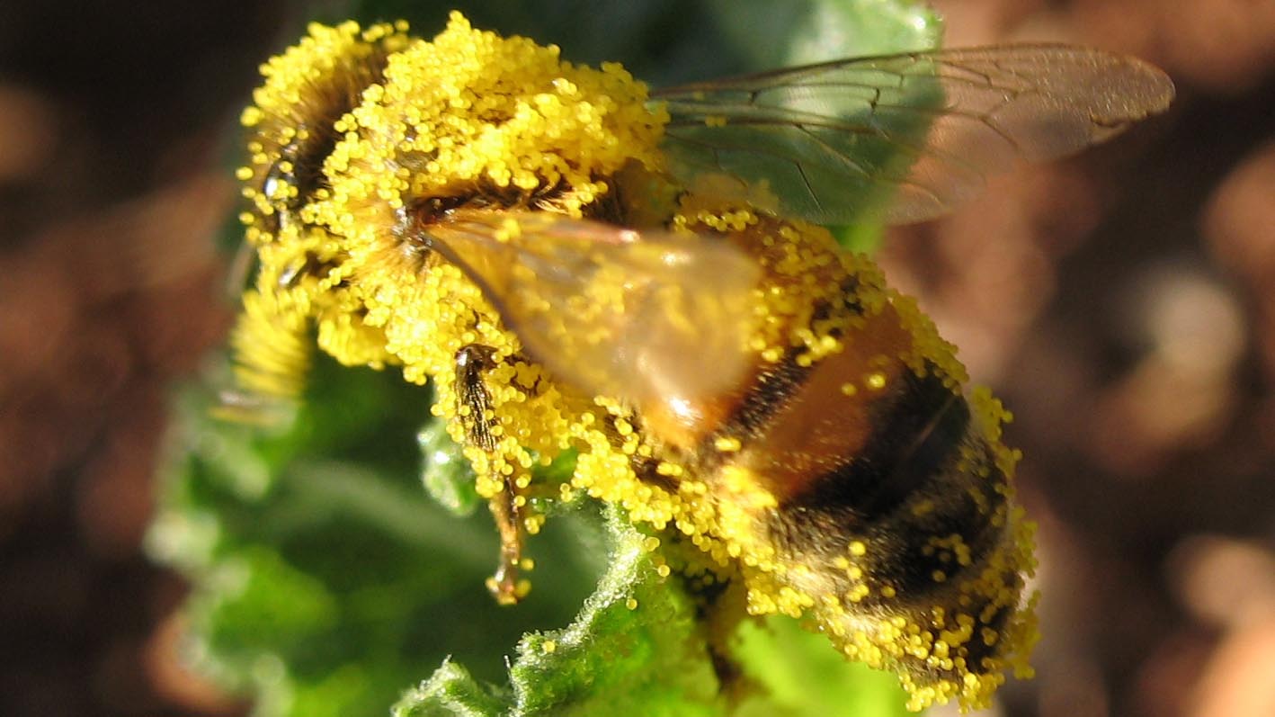 דבורת דבש נושאת גרגירי אבקת פרחי דלעת (צילום: Eli Shany/ ויקימדיה)