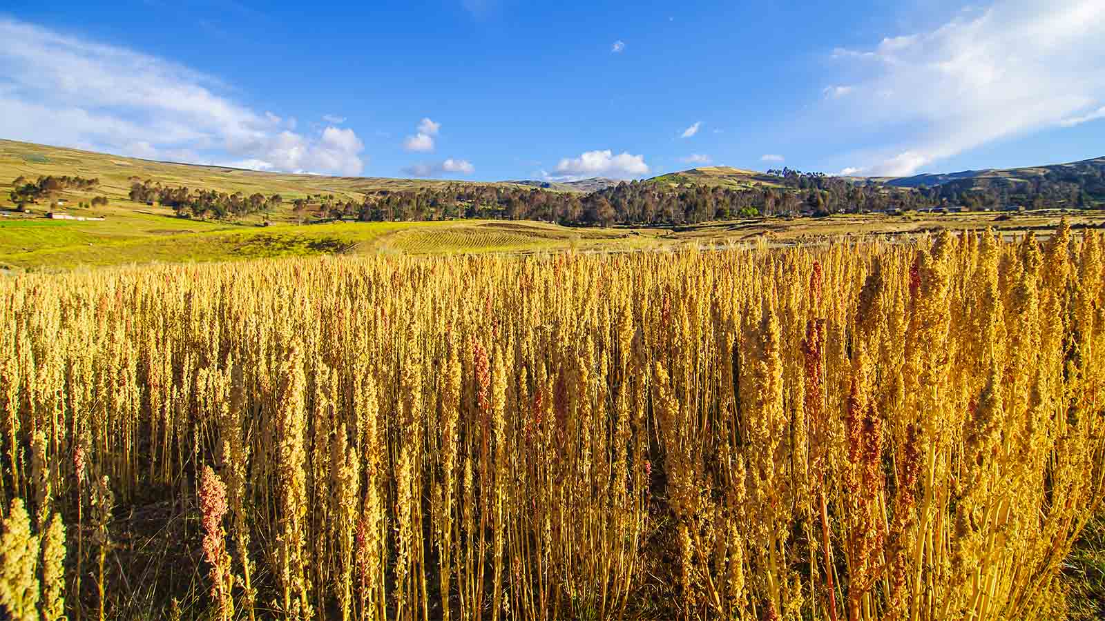 שדה קינואה בפרו (צילום ארכיון: Shutterstock)