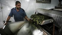 מפעל להכנת שמן זית. (צילום ארכיון: עבד רחים כתיב/ פלאש 90)