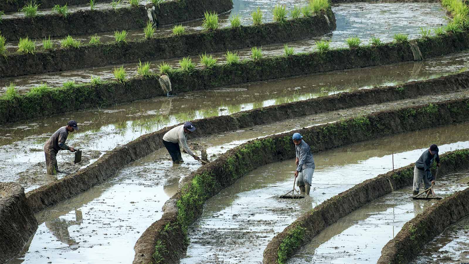 עובדים באינדונזיה (Editorial credit: Sudarsani Ida Ayu Putu / Shutterstock.com).