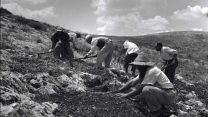 עבודות יזומות של הקרן הקימת לייעור הגלבוע. תאריך צילום: שנה 1960 (מתוך ארכיון התצלומים של קק"ל)