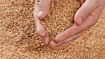 זרעים (צילום אילוסטרציה: Shutterstock)