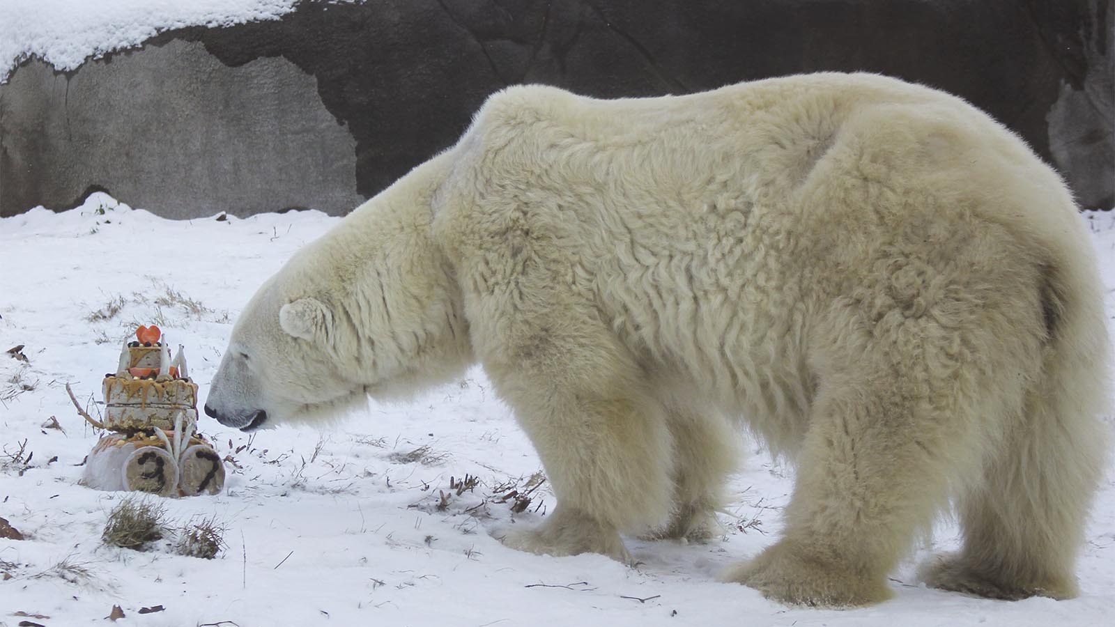 דובת הקוטב קולדילוקס חוגגת יום הולדת 37 בגן החיות בפילדלפיה (Philadelphia Zoo via AP)