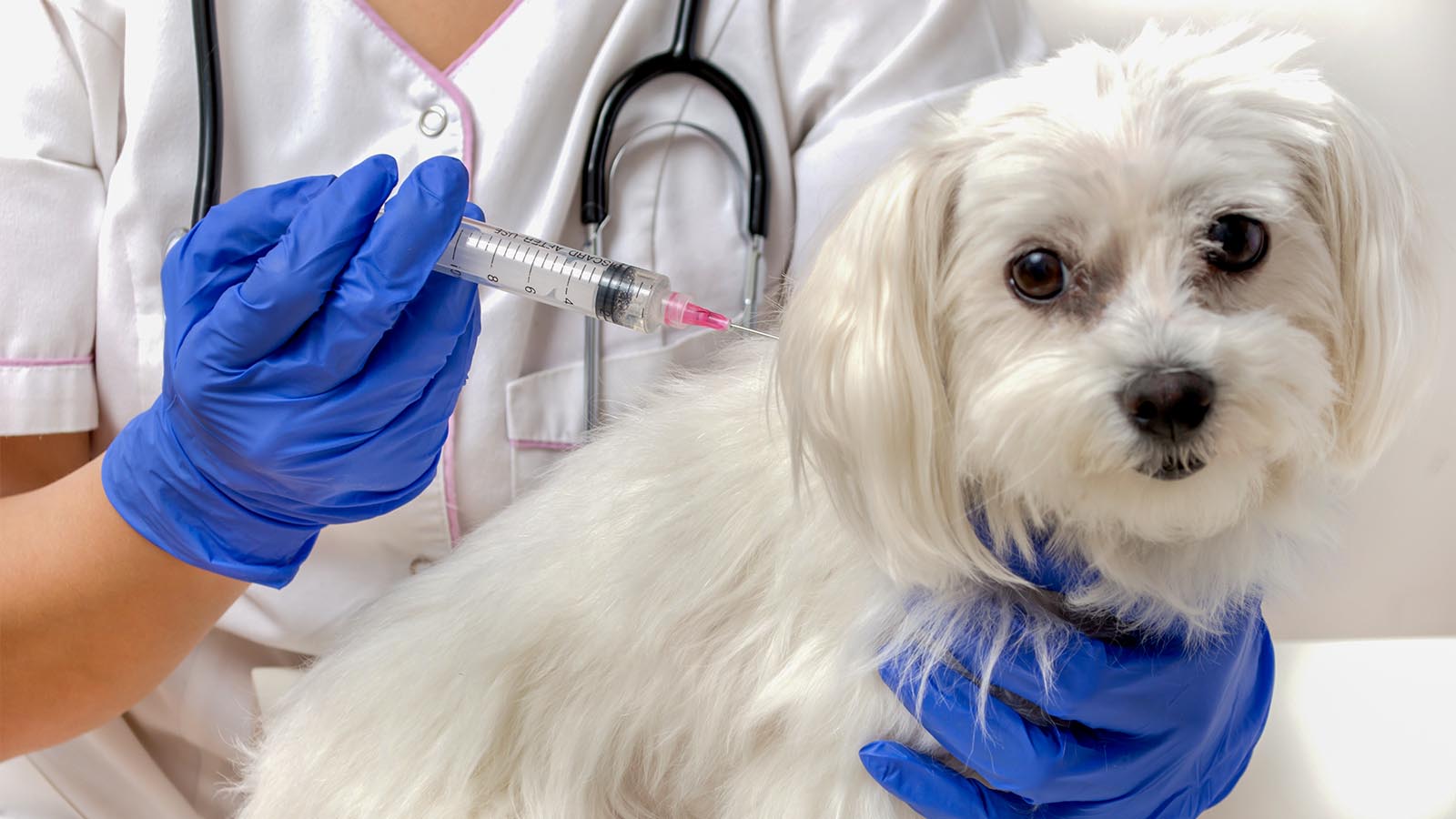 כלב מקבל חיסון לכלבת (צילום אילוסטריה: Shutterstock)