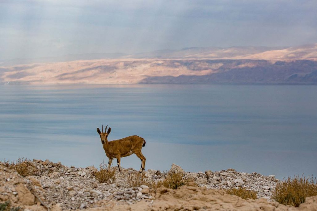 יעל במדבר יהודה על רקע ים המלח (צילום: מאור קינבורסקי/ פלאש90)
